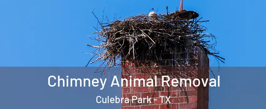 Chimney Animal Removal Culebra Park - TX