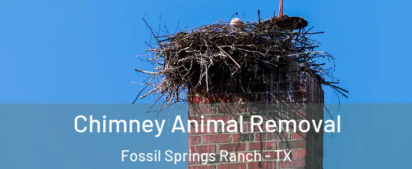 Chimney Animal Removal Fossil Springs Ranch - TX