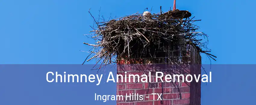 Chimney Animal Removal Ingram Hills - TX