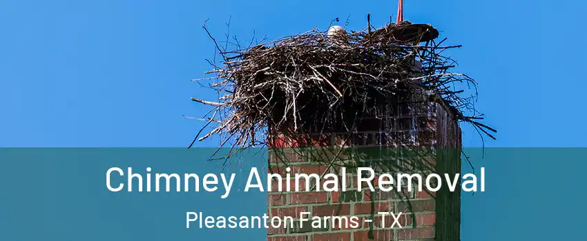 Chimney Animal Removal Pleasanton Farms - TX