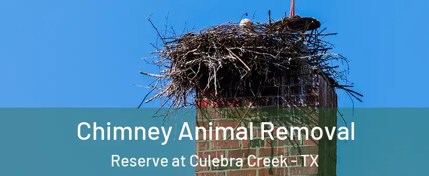 Chimney Animal Removal Reserve at Culebra Creek - TX