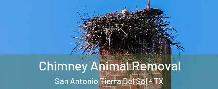 Chimney Animal Removal San Antonio Tierra Del Sol - TX