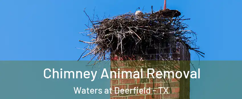 Chimney Animal Removal Waters at Deerfield - TX